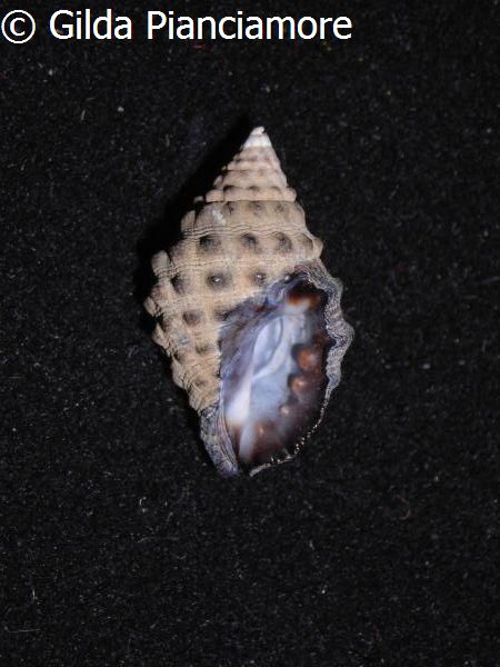 no photo for this shell